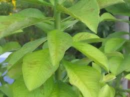 Image result for Euphorbia grantii