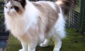 Selain bulunya, kucing tersebut merupakan tipe kucing yang lucu dan cenderung. Ciri Ciri Kucing Ragdoll Dan Keunggulannya Sebagai Hewan Peliharaan Di Rumah Yoadit Com