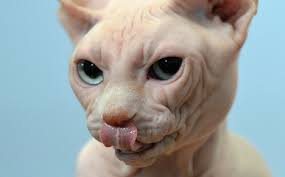 Son de tamaño pequeño y se consieran importantes al mantener la propia humedad en el suelo. Sphynx Cat The Local Germany
