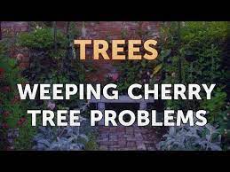 Weeping Cherry Tree Problems Youtube