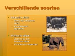 Bouw mee aan een rangerstation: Ppt De Olifant Powerpoint Presentation Free Download Id 6157804