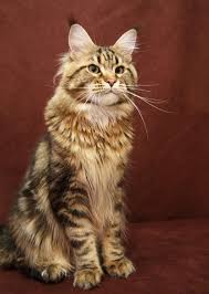 Join millions of people using oodle to find kittens for adoption, cat and kitten listings, and other pets adoption. Sarajen Maine Coon Cats For Sale Maine Coon Kittens