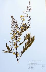 Image result for Acacia schweinfurthii
