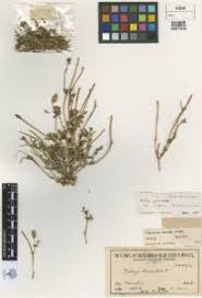 Image result for Zaleya