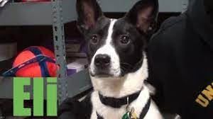 The Rat Terrier Border Collie Mix Is It The Right Dog For You Canine Hq