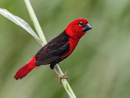 Image result for Pycreus africanus