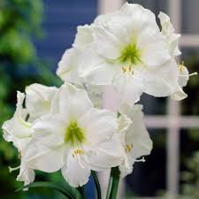 Check spelling or type a new query. Amaryllis Christmas Gift 32cm J Parker Dutch Bulbs
