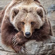Duration of winter denning is dependent upon latitude and varies from a few days or weeks for black bears in mexico to 6 months or more for bears in alaska (kolenosky and strathearn 1987, haroldson et al. Grizzly Bear Denver Zoo