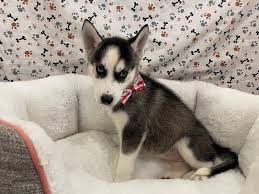 Educating yourself on owning a husky. Siberian Husky Puppies Petland Bolingbrook Il