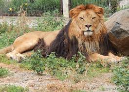 We did not find results for: Timbavati Wildlife Park Reviews Facebook