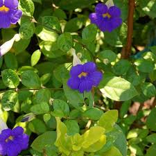 Image result for Thunbergia erecta