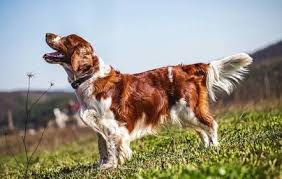 Image result for americký vodní španěl