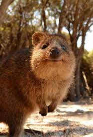 Quokka Happy Animals Quokka Australian Animals