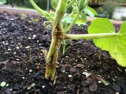 Check spelling or type a new query. Rideout Preventing Vegetable Pests