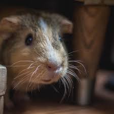 Cara mengusir tikus dengan 9 bahan alami yang ada di dapur. 5 Cara Membasmi Tikus Dengan Bahan Alami Yang Mudah Ditemukan Di Rumah Health Liputan6 Com