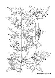 Image result for Momordica repens