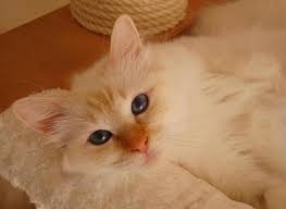 Sacre De Birmanie Red Sacre De Birmanie Animaux Birmanie