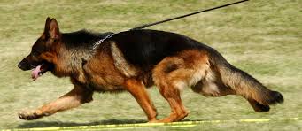 Check spelling or type a new query. Vollmond Breeder Of German Shepherd Puppies Dogs For Sale Chicago Illinois