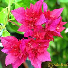 As a signal of the arrival of spring, these blooms are often associated with the easter holiday. Bougainvillea Species And Varieties Of Plants Garden