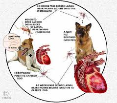 Visit insider's health reference library for more advice. What To Do When Your Dog Has Heartworms