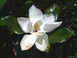 Southern Magnolia Magnolia Grandiflora Native Plant Landscape Magnolia Grandiflora Dark Flowers
