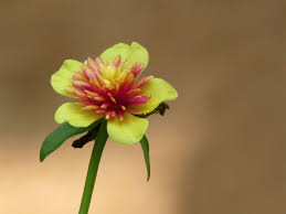 Image result for Portulaca foliosa