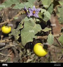 Image result for Solanum campylacanthum 'incanum type'