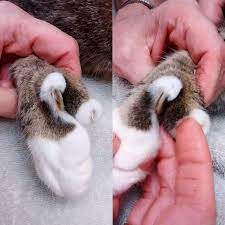 Cat Toenails Cats Cat Nails Cat Health