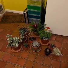 Image result for Cola clavata