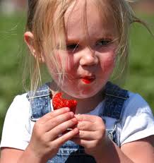 Strawberry pickers turn out in record numbers