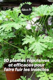 10 Plantes Repulsives Et Efficaces Pour Faire Fuir Les Insectes En 2020 Plante Insectes Planter De La Lavande