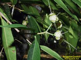 Image result for Syzygium jambos