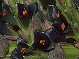 California Gardens Puya Alpestris Sapphire Tower Black Flowers Cacti And Succulents Planting Flowers