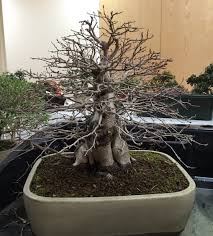 Daniel white october 28, 2018. Bonsai In November Swindon District Bonsai