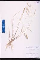 Image result for Eragrostis gangetica
