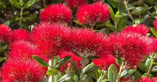 The shrub rose option is great for situations that. New Zealand Christmas Tree Metrosideros Growing Care Pohutukawa