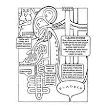 All you need is photoshop (or similar), a good photo, and a couple of minutes. Top 10 Anatomy Coloring Pages For Your Toddler