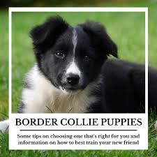 Weld county, fort lupton, co id: Border Collie Puppies