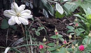 We did not find results for: In The Victor Hugo The Victor Hugo In Guernsey Society Facebook