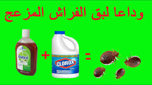 افضل وصفة على وجه الارض للتخلص من بق الفراش المزعج مجربة 100 Youtube
