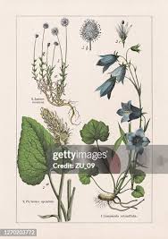 Image result for Campanulaceae