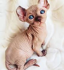 Pui poze cu tine la vanzare? Frumusetea Bizara A Pisicutelor Sphynx In Poze De Exceptie