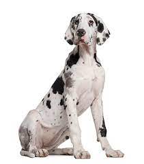 Great Dane Puppy 6 Months Old Sitting Dane Puppies Great Dane Puppy Great Dane