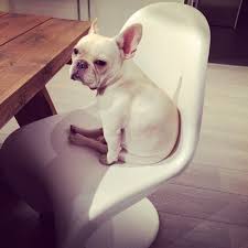 All vaccination up to date.very attractive solid blues welcome to cheerful french bulldogs, most lovable and sweetest blue french bulldog puppies available. A Frenchie In Hong Kong 17 Reputable Frenchie Breeders