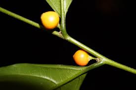 Image result for Pandaceae