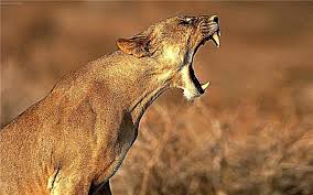 Tempat sejuk dan berventilasi, hindari sinar matahari langsung. Kucing Terbesar Di Dunia Senarai Saiz Nama Tempat Mereka Tinggal Foto Dan Video Kucing