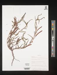 Image result for Chamaecrista parva