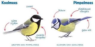 From to via • koolmees → great tit ↔ kohlmeise — ornithologie: Koolmees Vs Pimpelmees Koolmees Vogels Tekenen Vogels