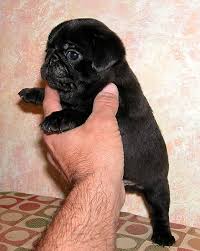 Don't underestimate the size of this dog, he is very devoted and makes a good watchdog. Pug Dogs And Puppies Wiki Fandom