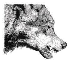He, too, sat down and howled. Snarling Wolf Tattoo Drawing Novocom Top